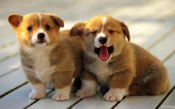 3 mẹo đi du lịch cùng thú cưng